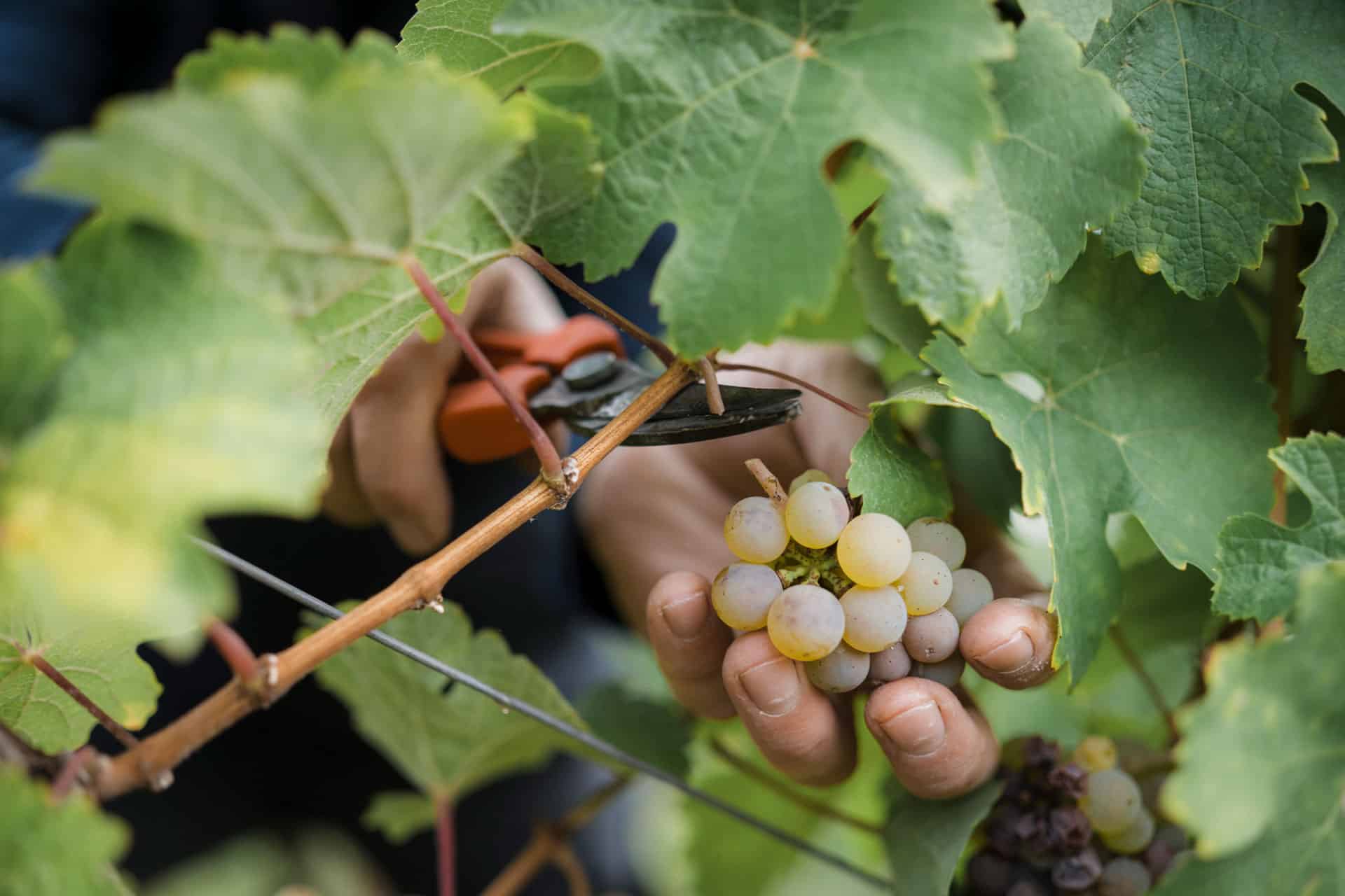 Foto 5 von Weingut Heinrichshof