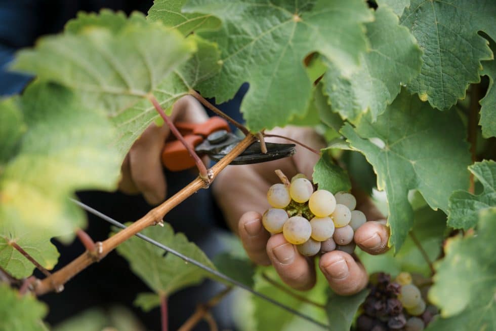 Foto 7 von Weingut Heinrichshof
