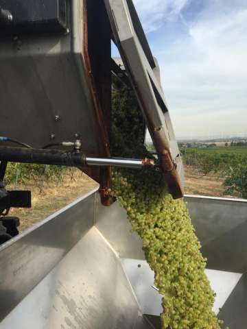 Foto 3 von Weingut Heinz und Reinhold Bicking