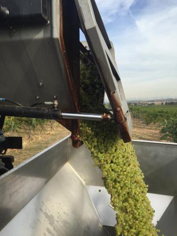 Foto 1 von Weingut Heinz und Reinhold Bicking