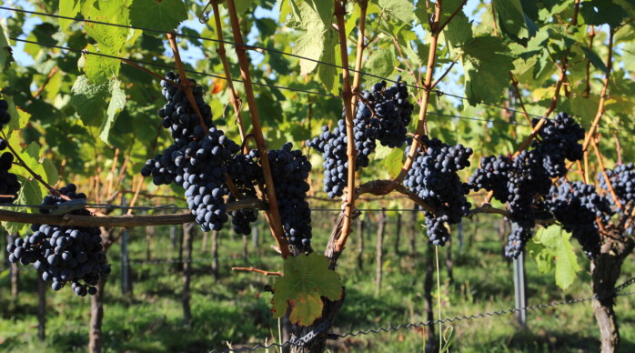 Foto 4 von Weingut Hell