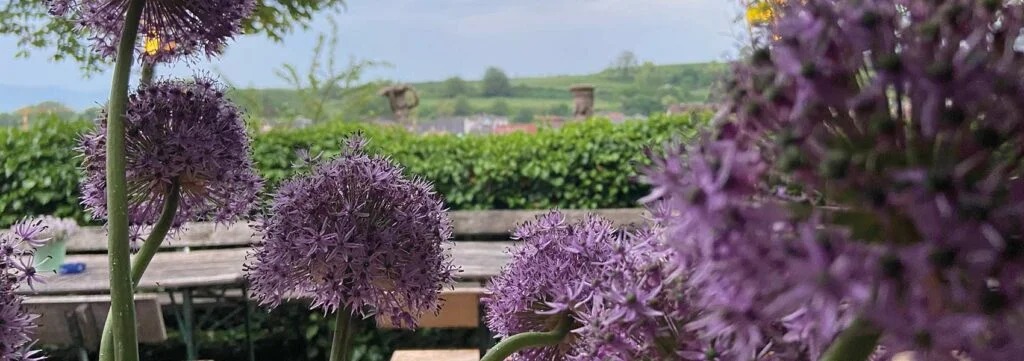 Foto 4 von Weingut Helmar und Waltraud Schumacher