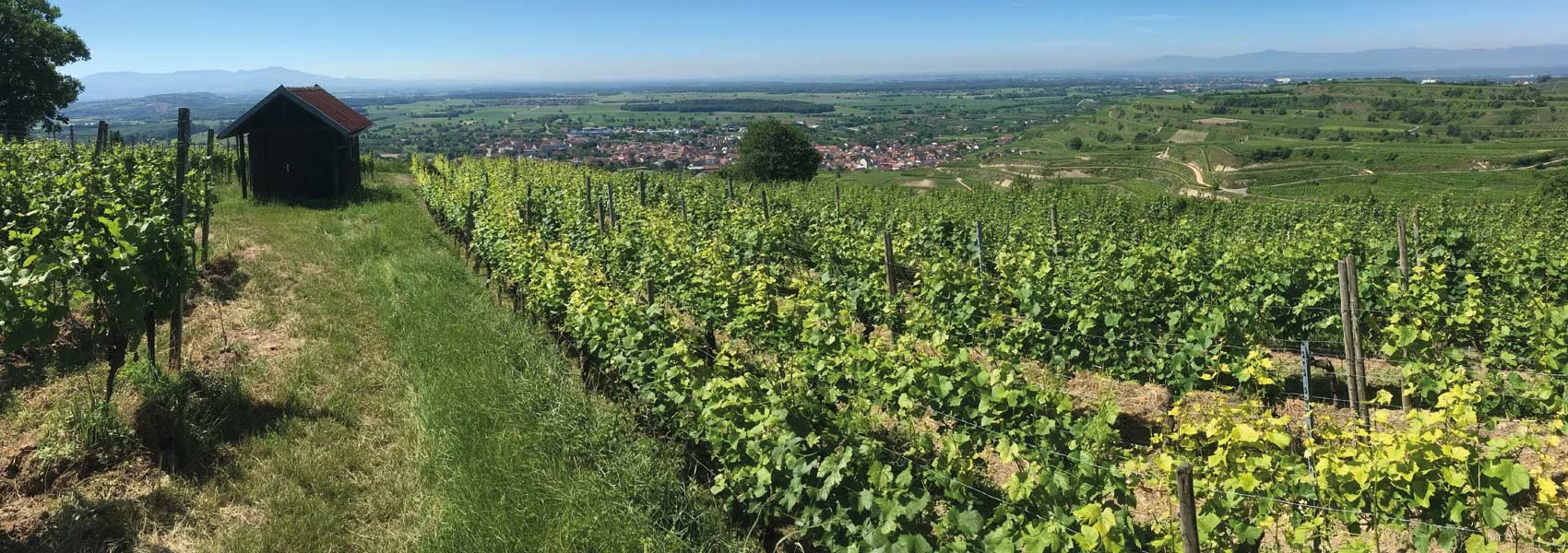 Foto 1 von Weingut Helmar und Waltraud Schumacher
