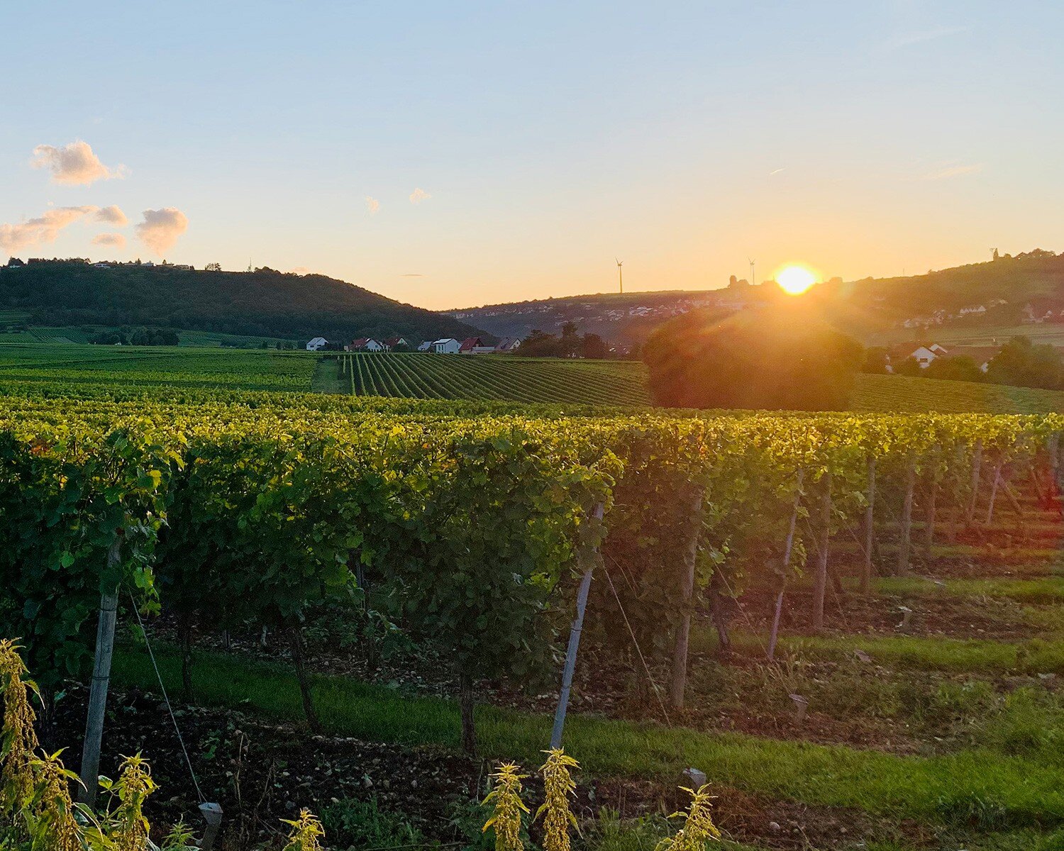 Foto 5 von Weingut Helmut Denig GbR