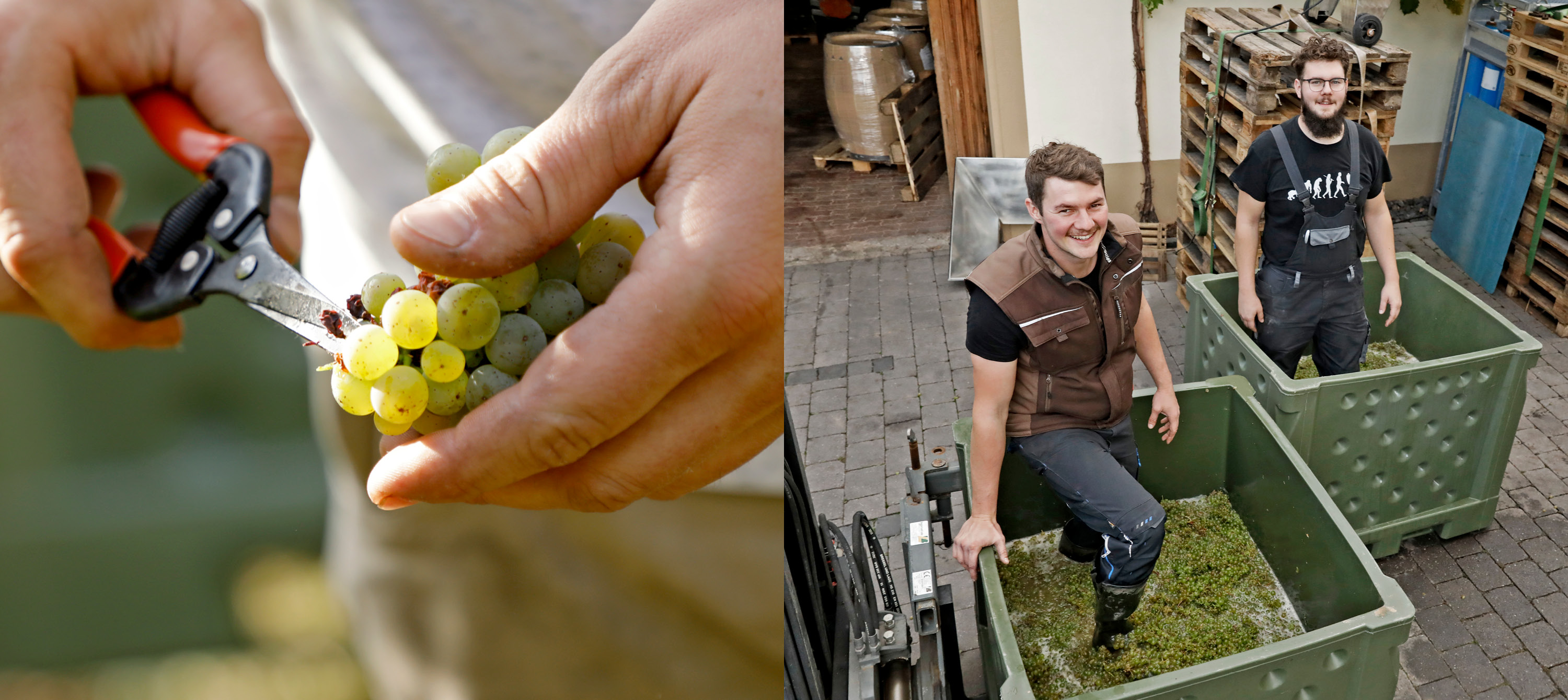 Foto 2 von Weingut Hemmes