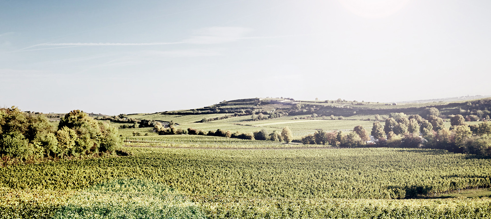 Фото 6 из Weingut Hensel
