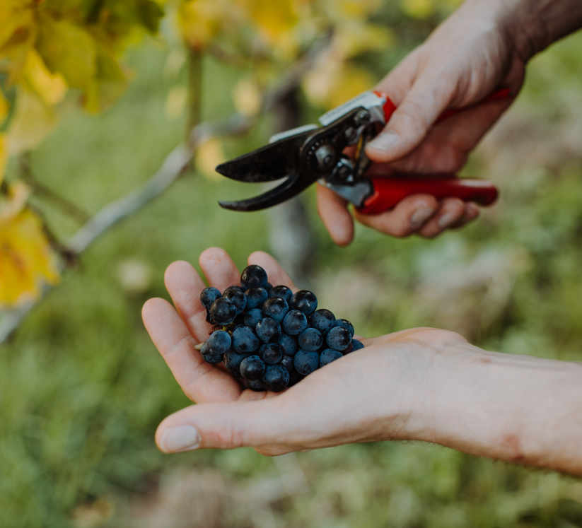 Foto 1 von Weingut Herbert Becker
