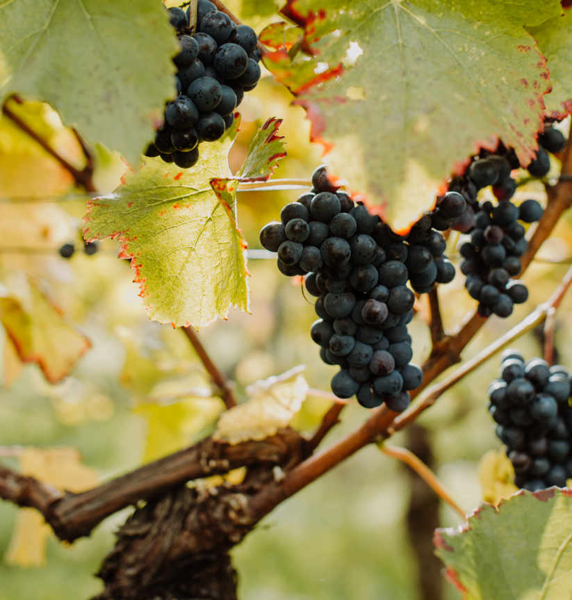 Foto 5 von Weingut Herbert Becker