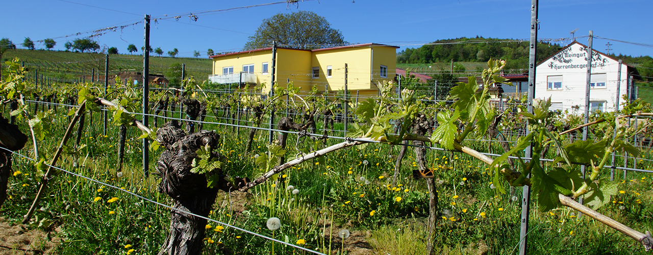 Фото 3 з Weingut Herrenbergerhof