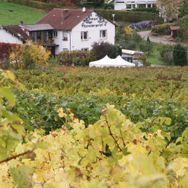 Фото 6 з Weingut Herrenbergerhof