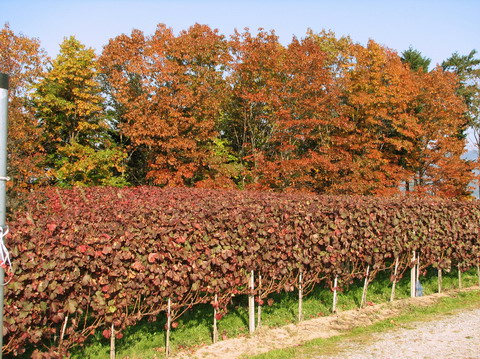 Foto 5 von Weingut Herztal