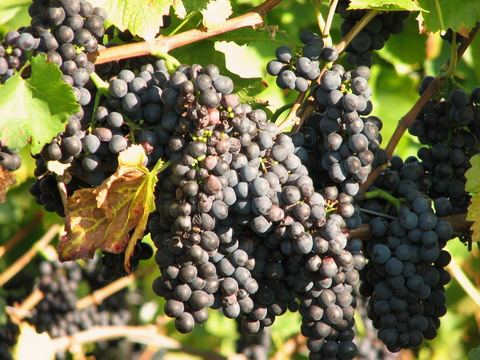 Foto 6 von Weingut Herztal