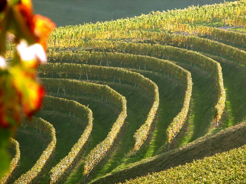 Foto 8 von Weingut Herztal
