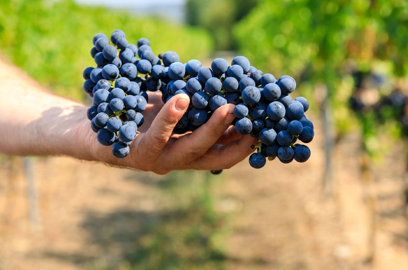 Foto 1 von Weingut Hessert