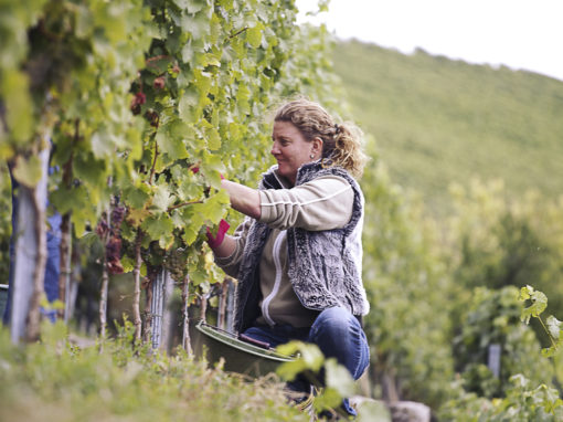 Foto 6 von Weingut Hetzel