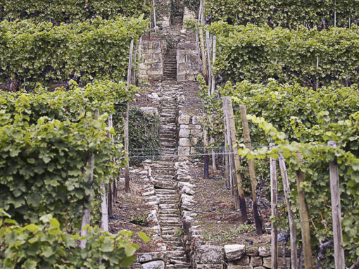 Foto 5 von Weingut Hetzel