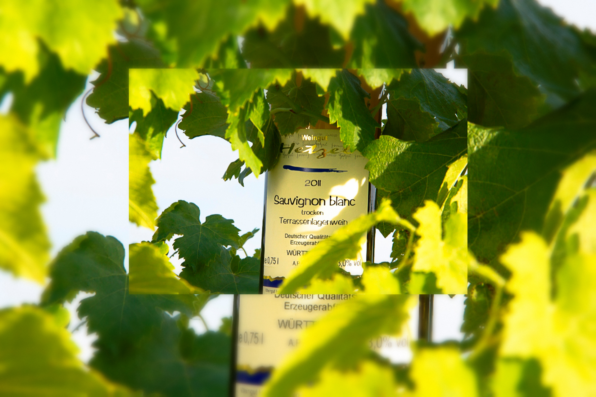 Foto 1 von Weingut Hetzel
