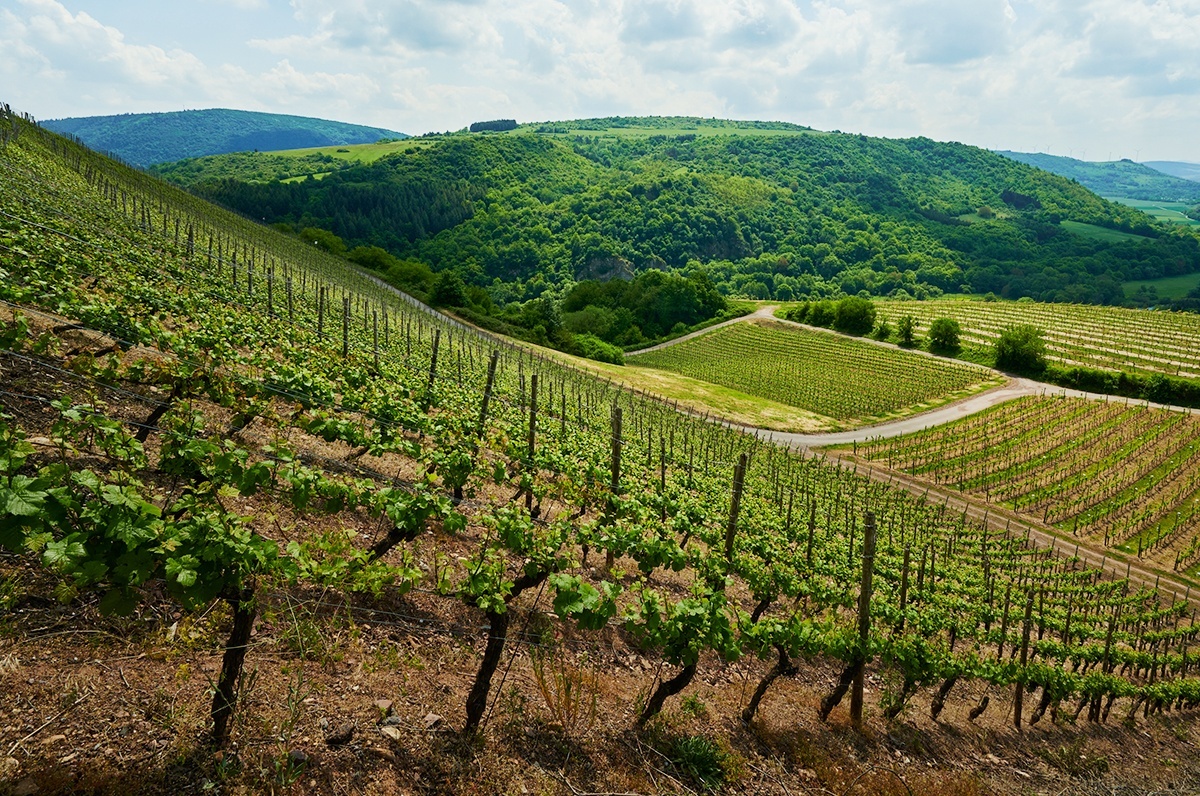 Foto 1 von Weingut Hexamer