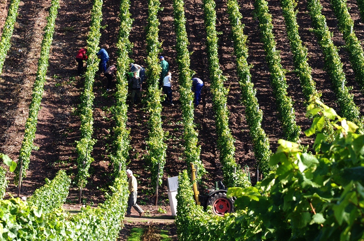 Foto 2 von Weingut Hexamer