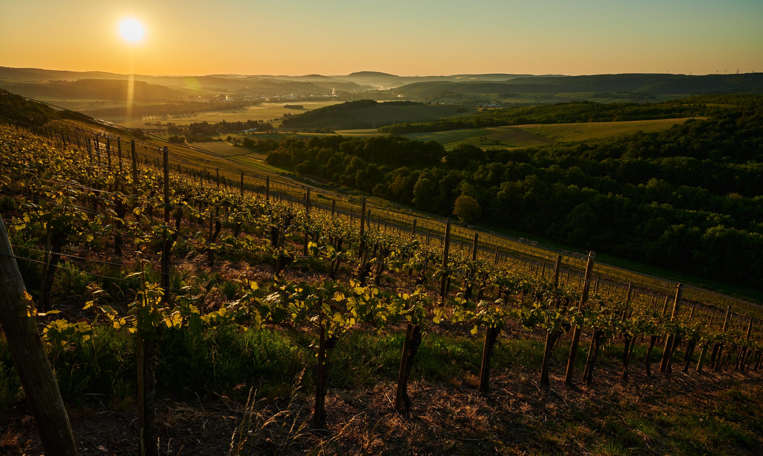 Foto 3 von Weingut Hexamer