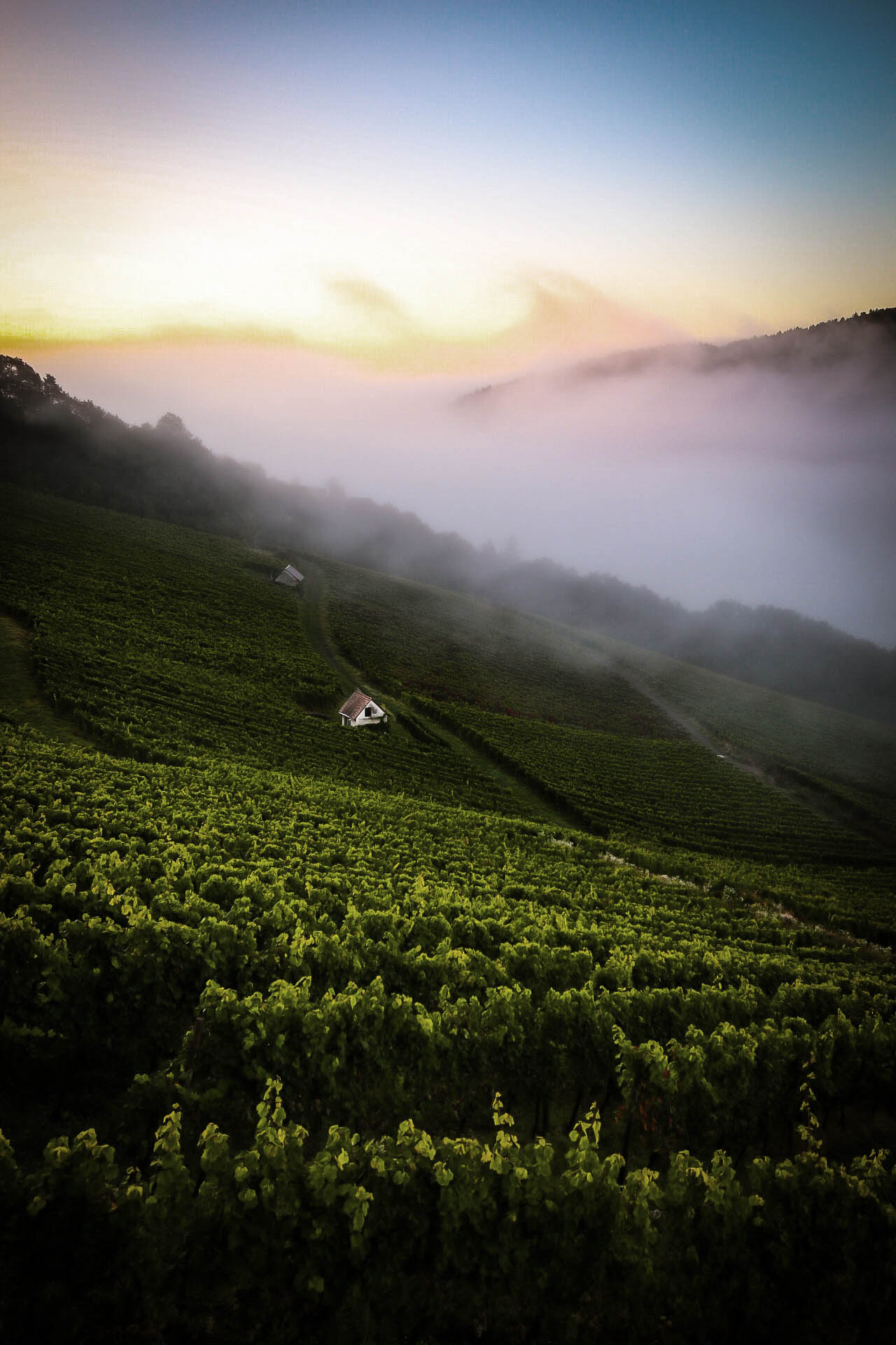 Weingut Höfler