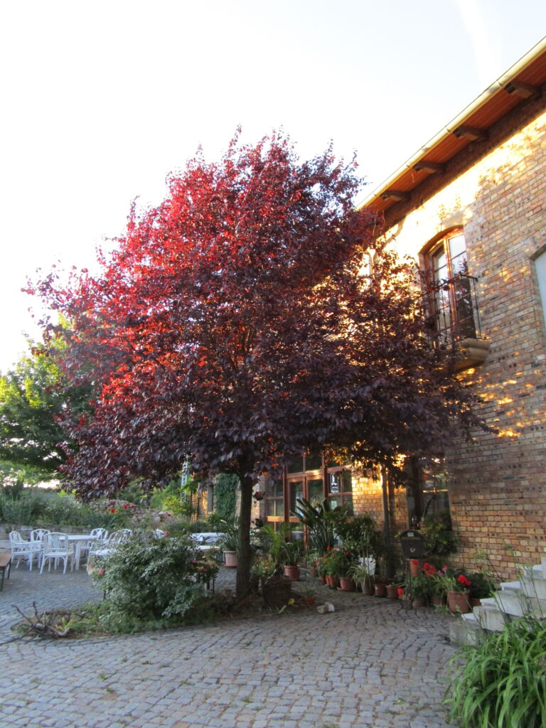 Foto 6 von Weingut Hoffmann Alte Schrotmühle