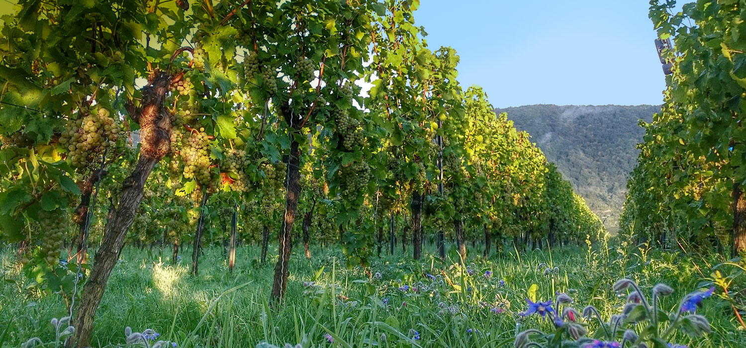 Foto 5 von Weingut Hoffmann-Simon