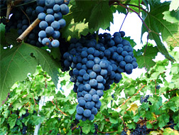 Foto 3 von Weingut Hopp
