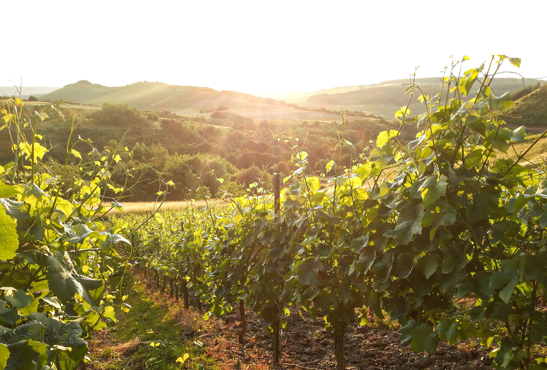 Weingut Hutmacher