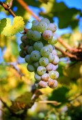 Foto 3 von Weingut Immich-Herberts