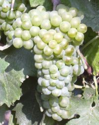 Foto 5 von Weingut Immich-Herberts