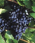 Foto 7 von Weingut Immich-Herberts
