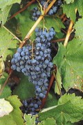 Foto 6 von Weingut Immich-Herberts