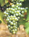 Foto 4 von Weingut Immich-Herberts