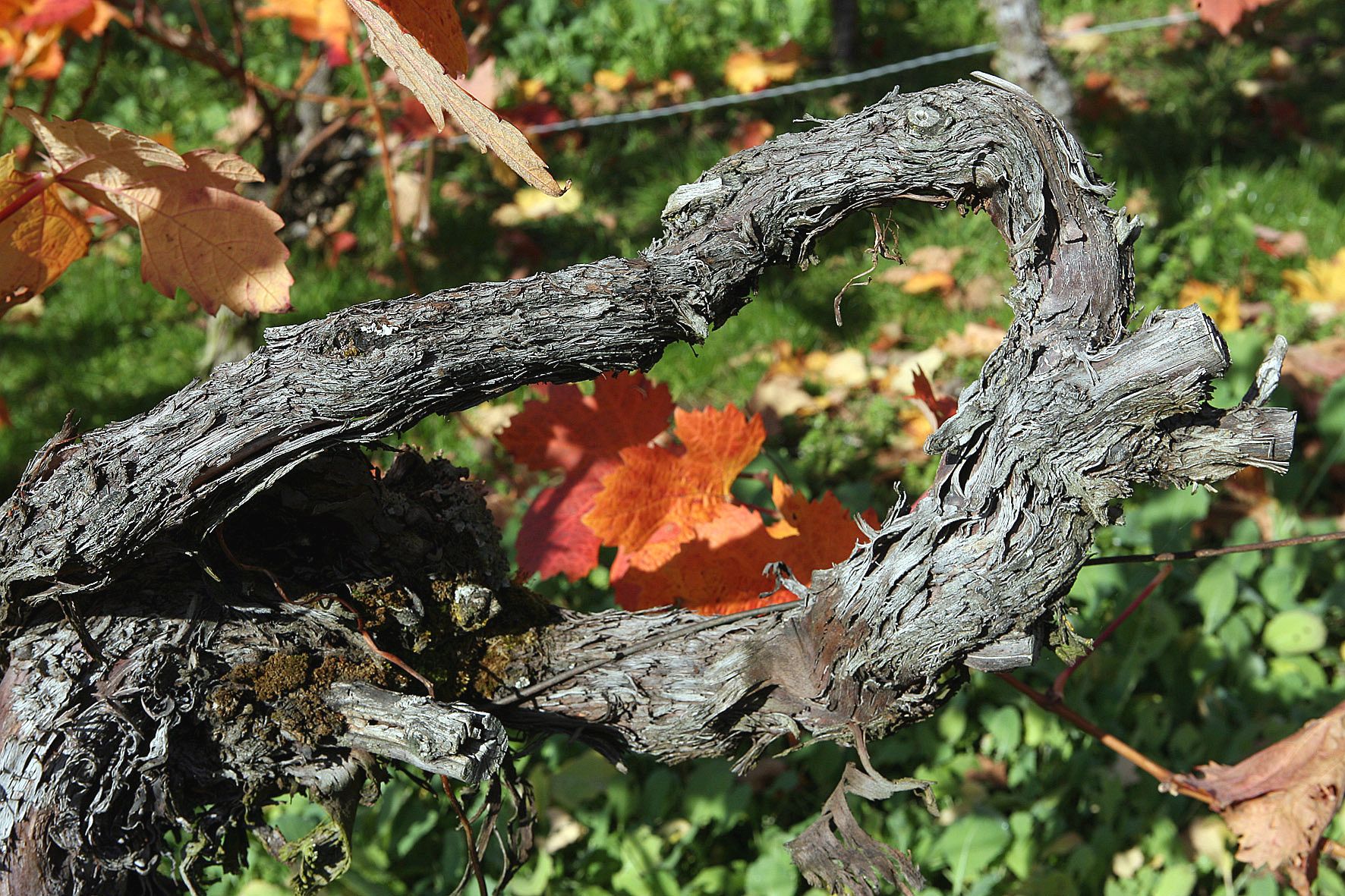 Foto 7 von Weingut J. Ellwanger
