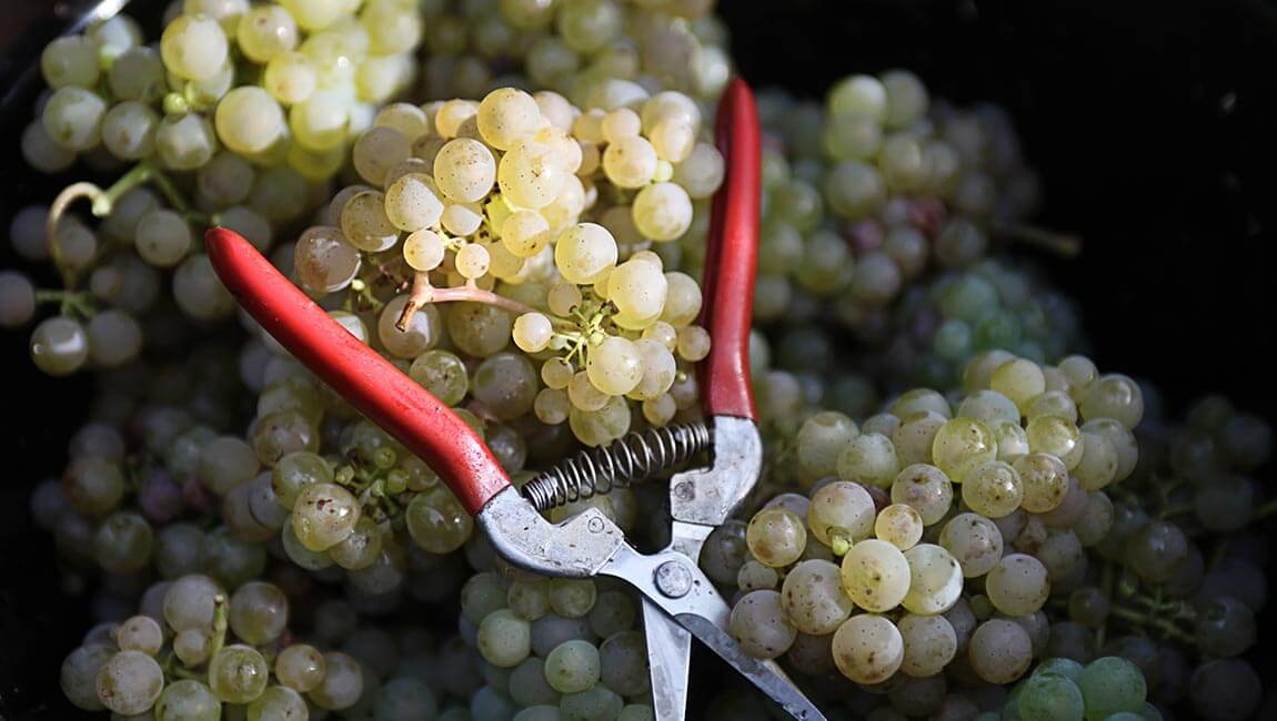 Foto 7 von Weingut J. & H.A. Strub