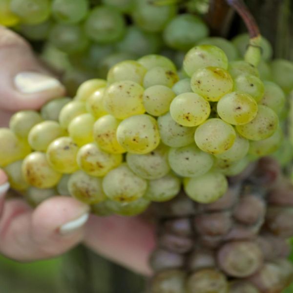 Foto 5 von Weingut J. Schmitt