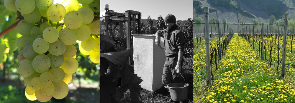 Foto 3 von Weingut J. Thielen-Schunk & Sohn