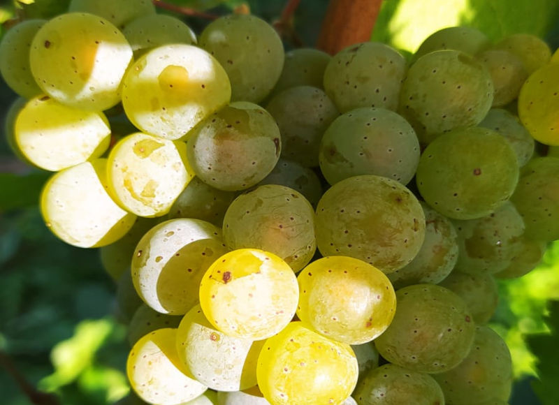 Foto 2 von Weingut J. Thielen-Schunk & Sohn