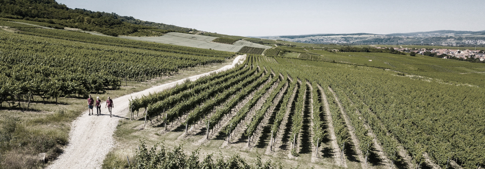 Foto 1 von Weingut Jäger