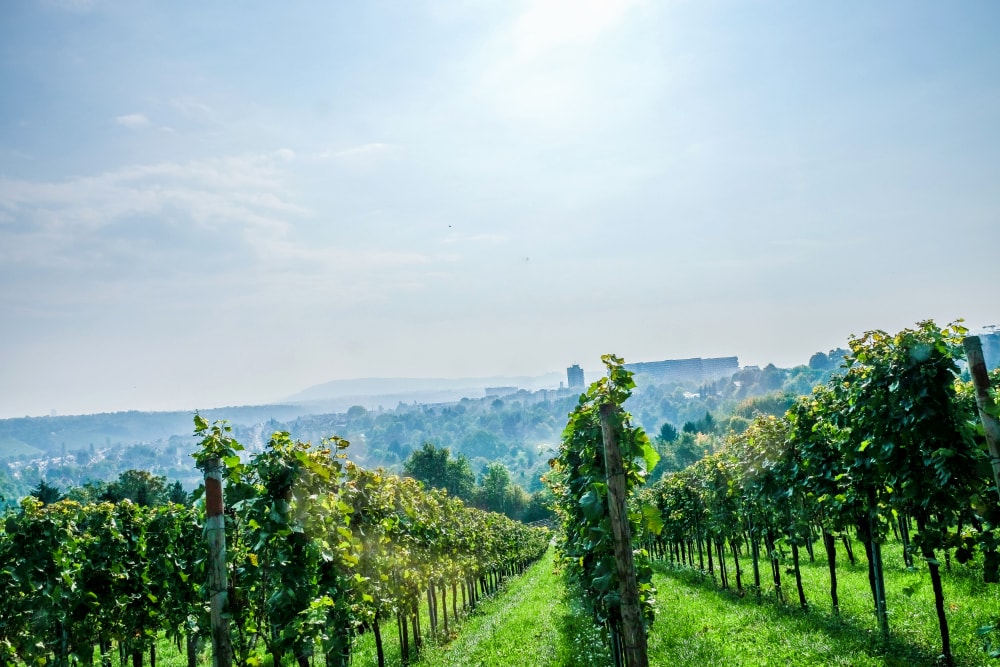 Weingut Jägerhof