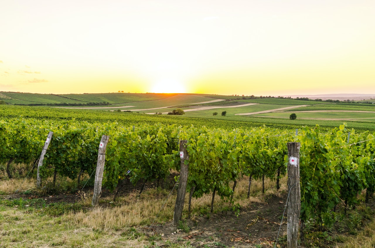 Weingut Jakob Lang