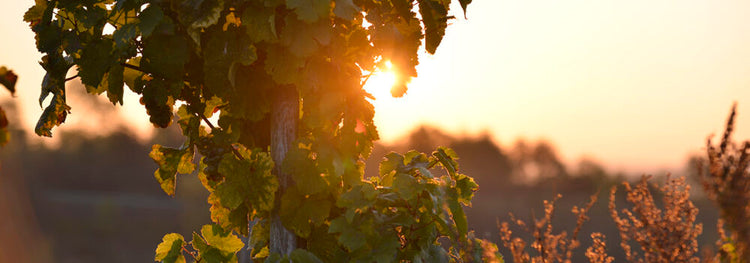 Фото 3 из Weingut Jakoby-Mathy