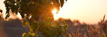 Фото 1 из Weingut Jakoby-Mathy
