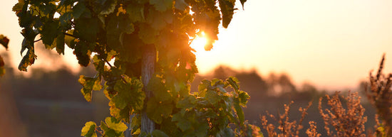 Фото 2 из Weingut Jakoby-Mathy