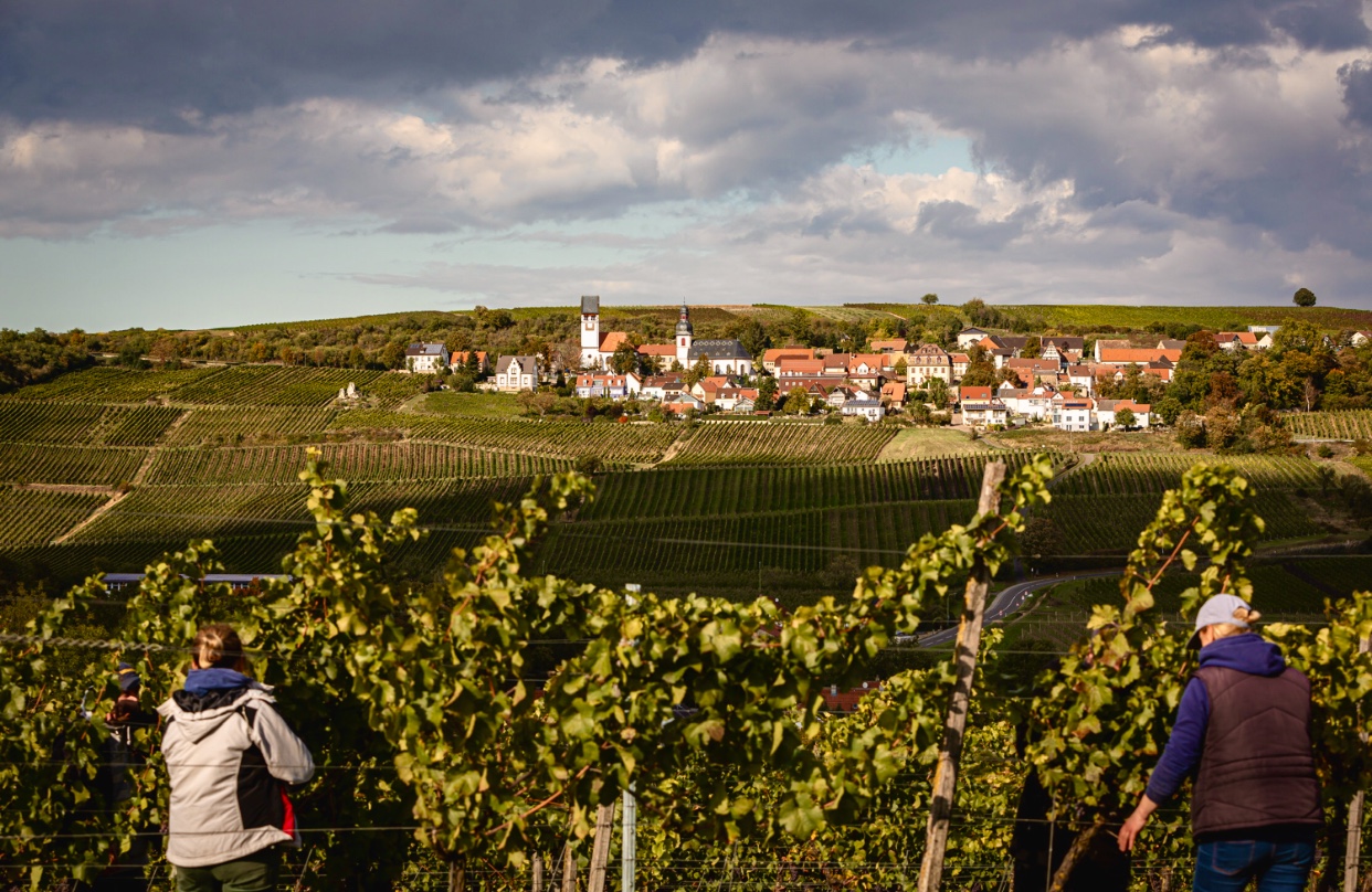 Foto 3 von Weingut Janson Bernhard KG