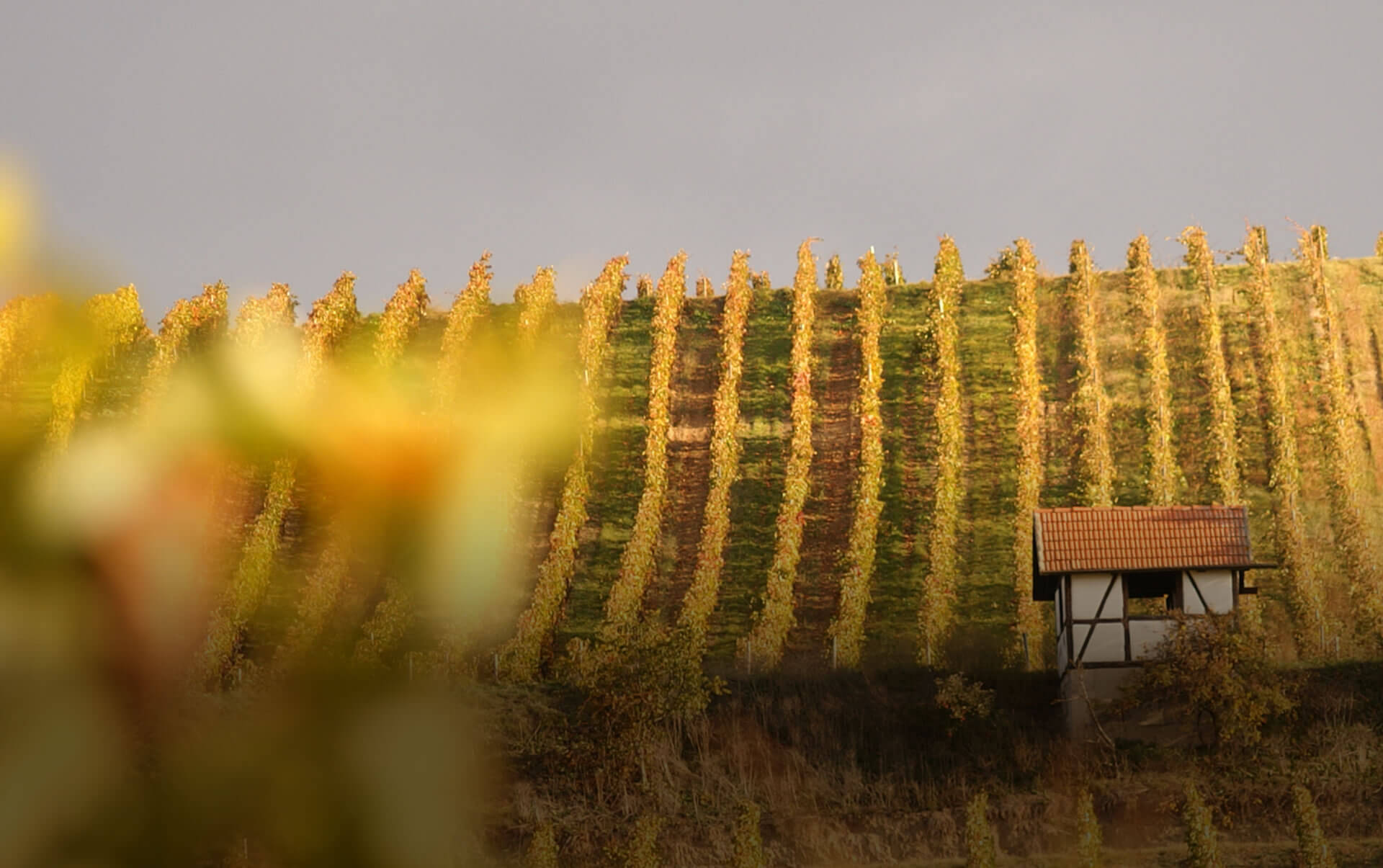 Foto 1 von Weingut Janson