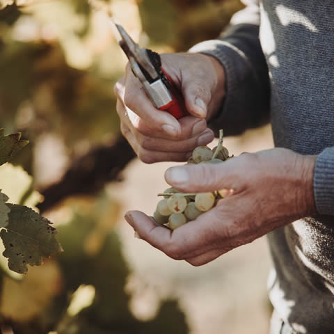 Foto 7 von Weingut Janson
