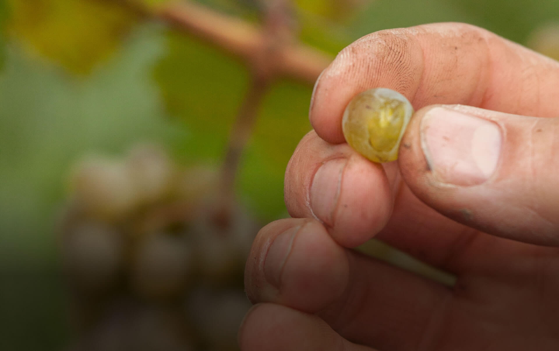 Foto 3 von Weingut Janson