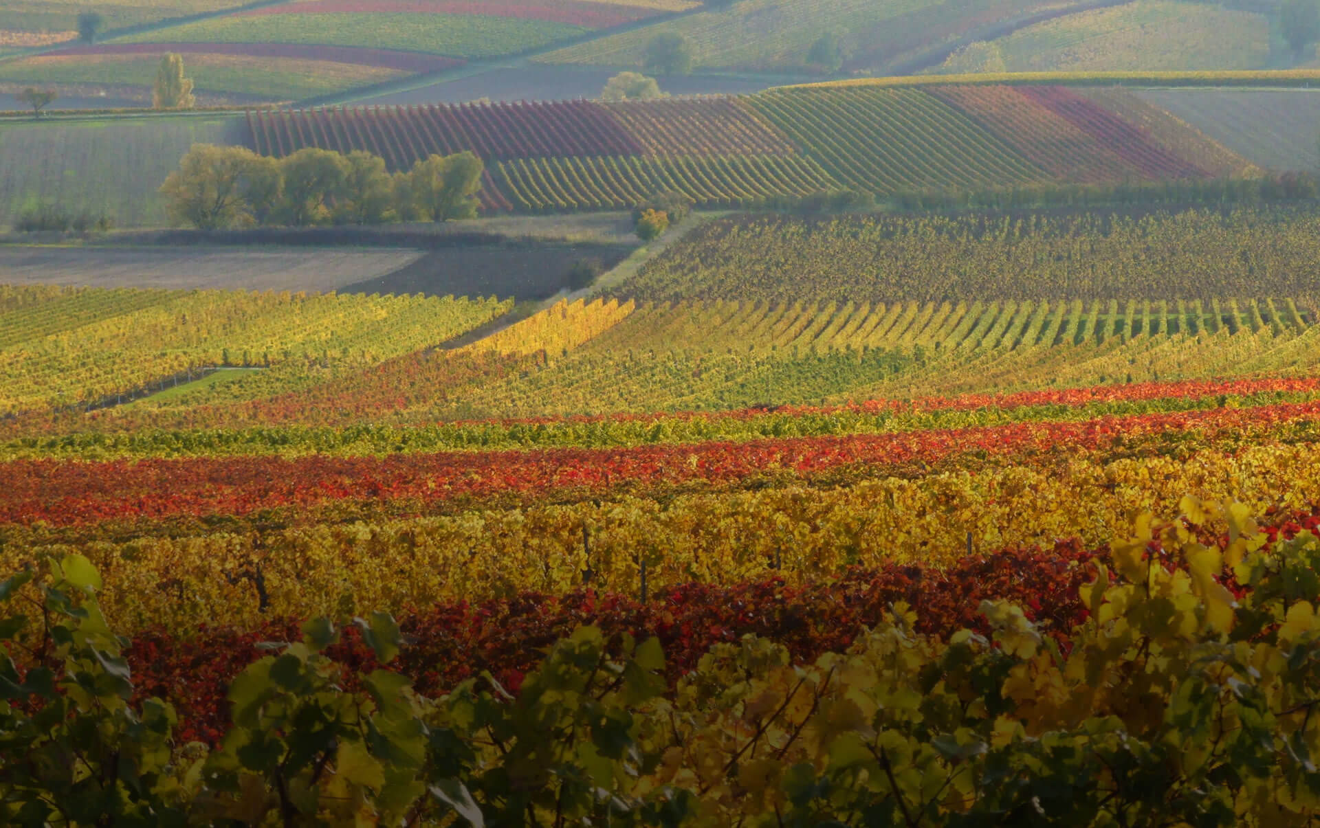 Foto 4 von Weingut Janson